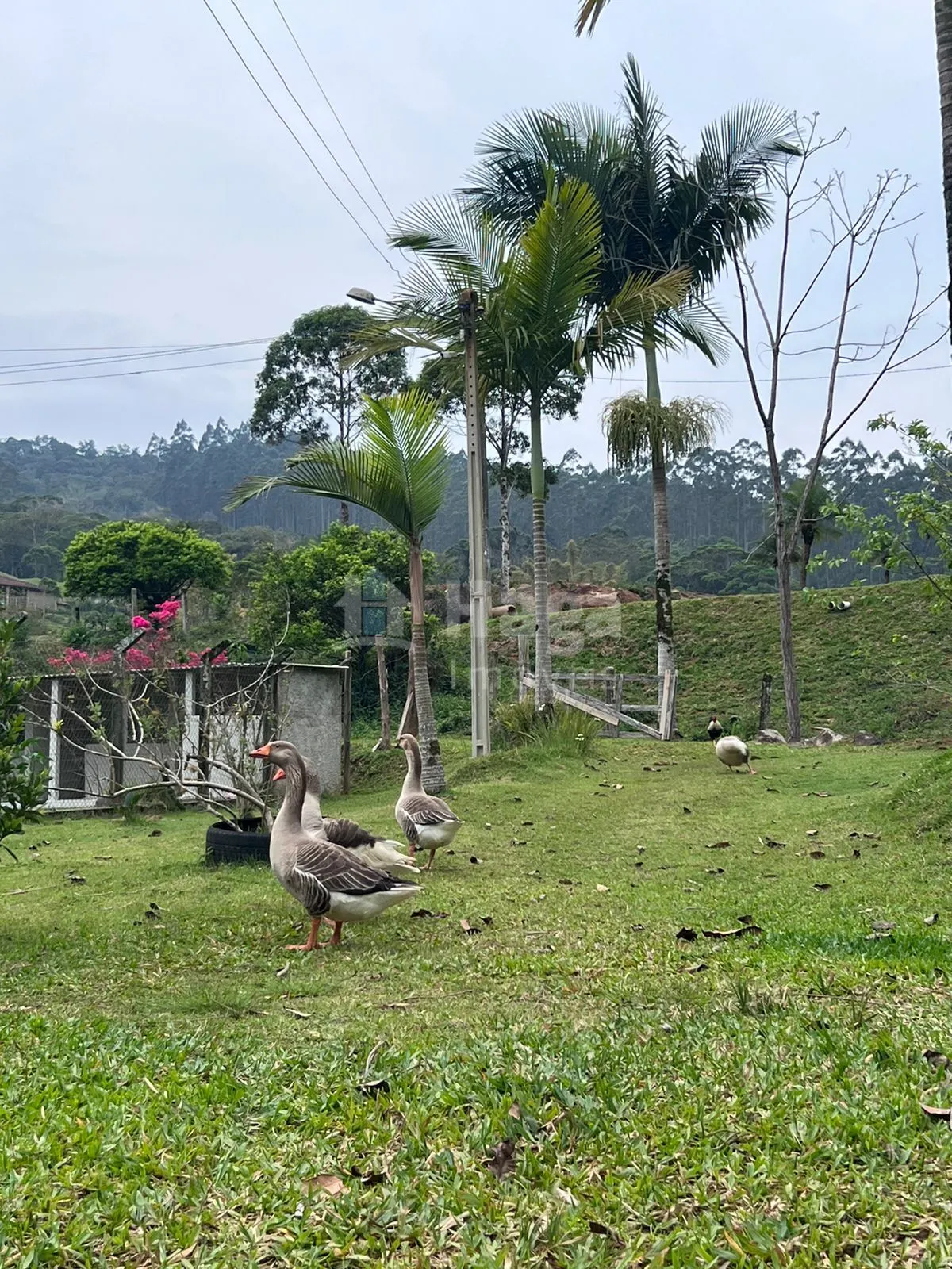Fazenda à venda de 3.600 m² em Canelinha, SC, Brasil