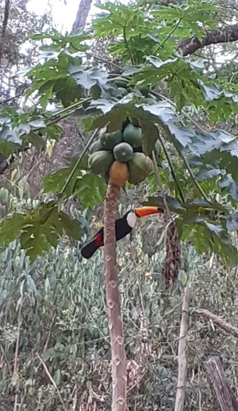 Fazenda à venda de 86 ha em Cantagalo, RJ, Brasil