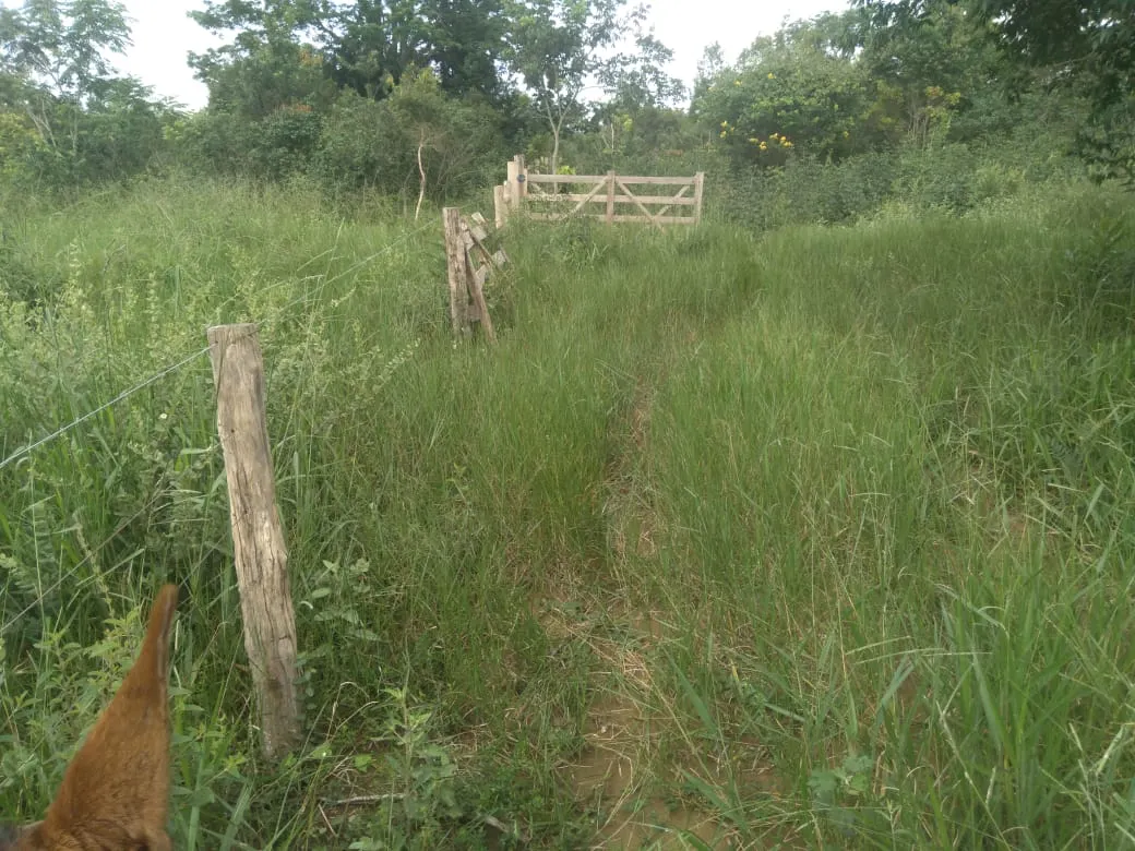 Fazenda à venda de 1.800 ha em Pedra Azul, MG, Brasil