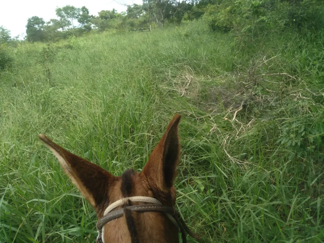 Fazenda à venda de 1.800 ha em Pedra Azul, MG, Brasil