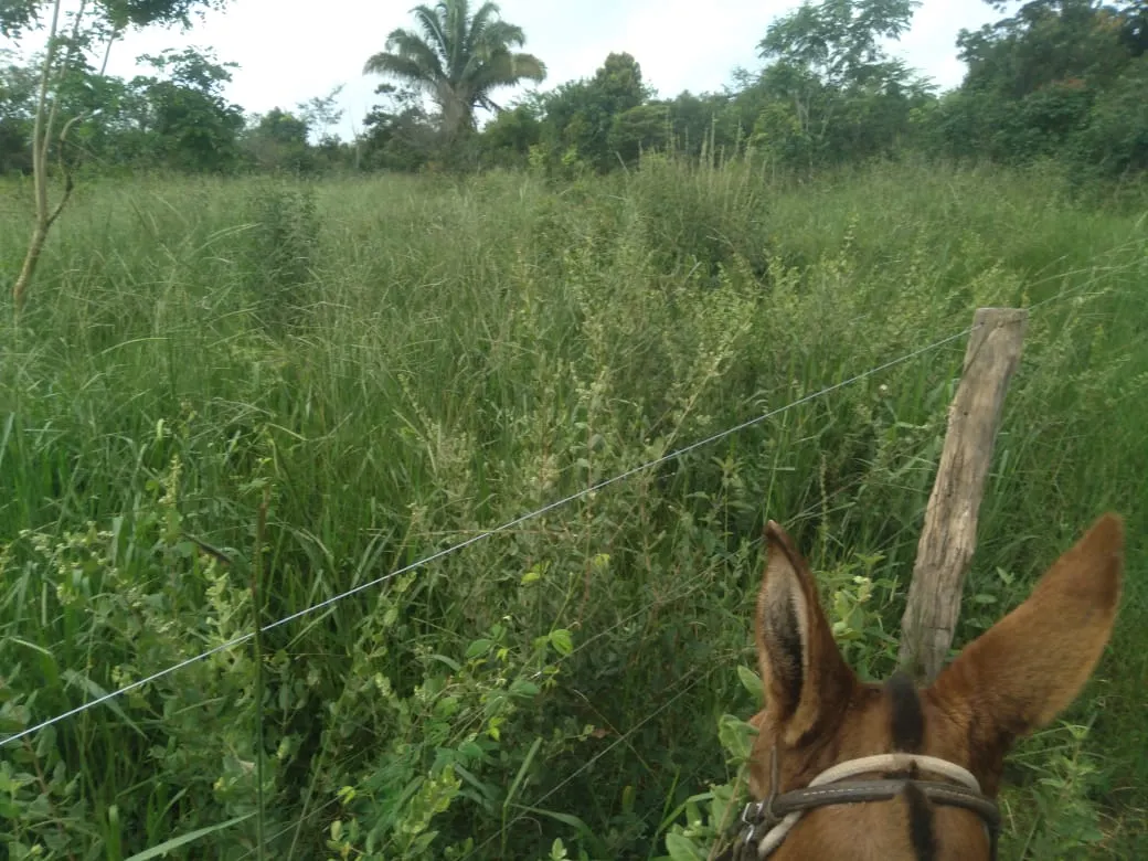 Fazenda à venda de 1.800 ha em Pedra Azul, MG, Brasil
