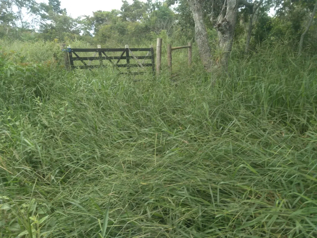 Fazenda à venda de 1.800 ha em Pedra Azul, MG, Brasil