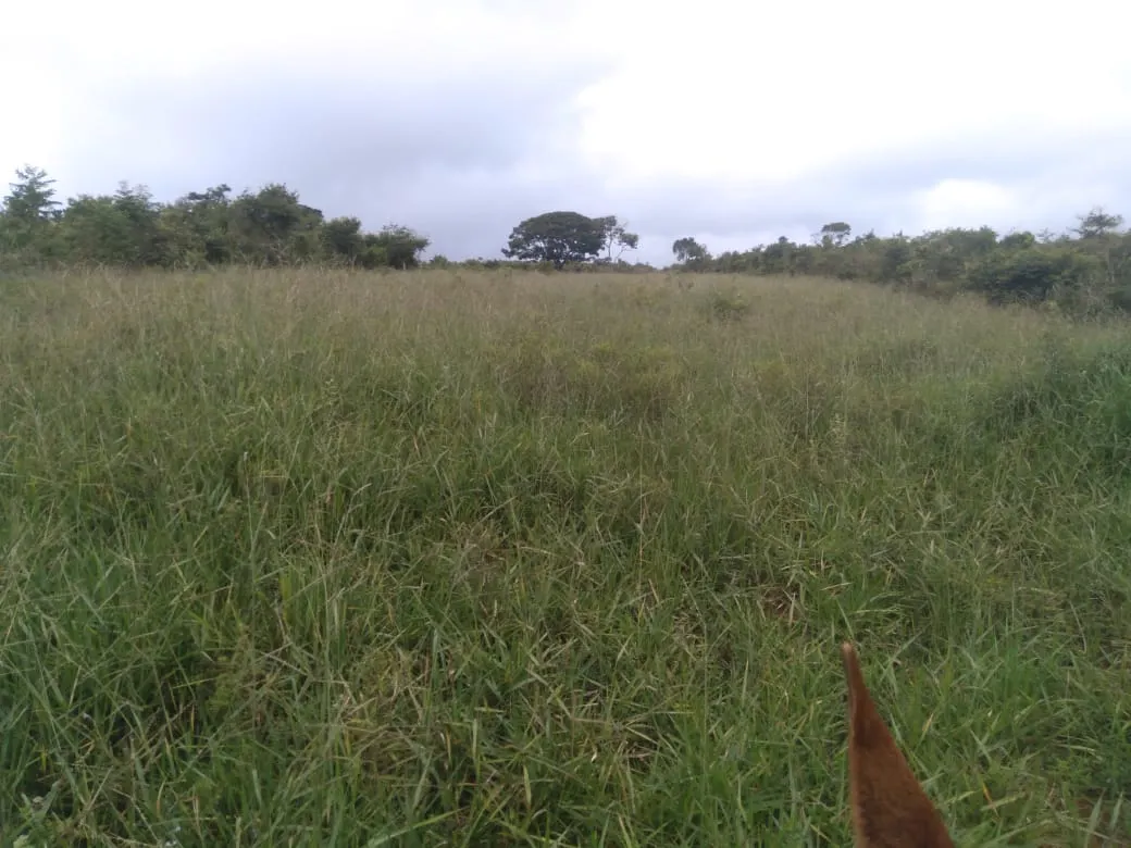 Fazenda à venda de 1.800 ha em Pedra Azul, MG, Brasil