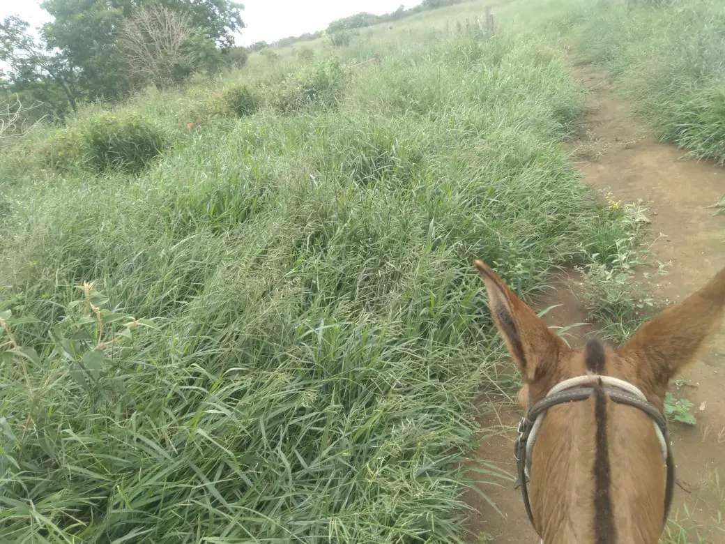 Fazenda à venda de 1.800 ha em Pedra Azul, MG, Brasil