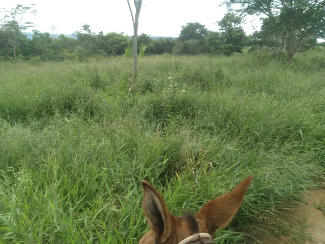 Fazenda à venda de 1.800 ha em Pedra Azul, MG, Brasil