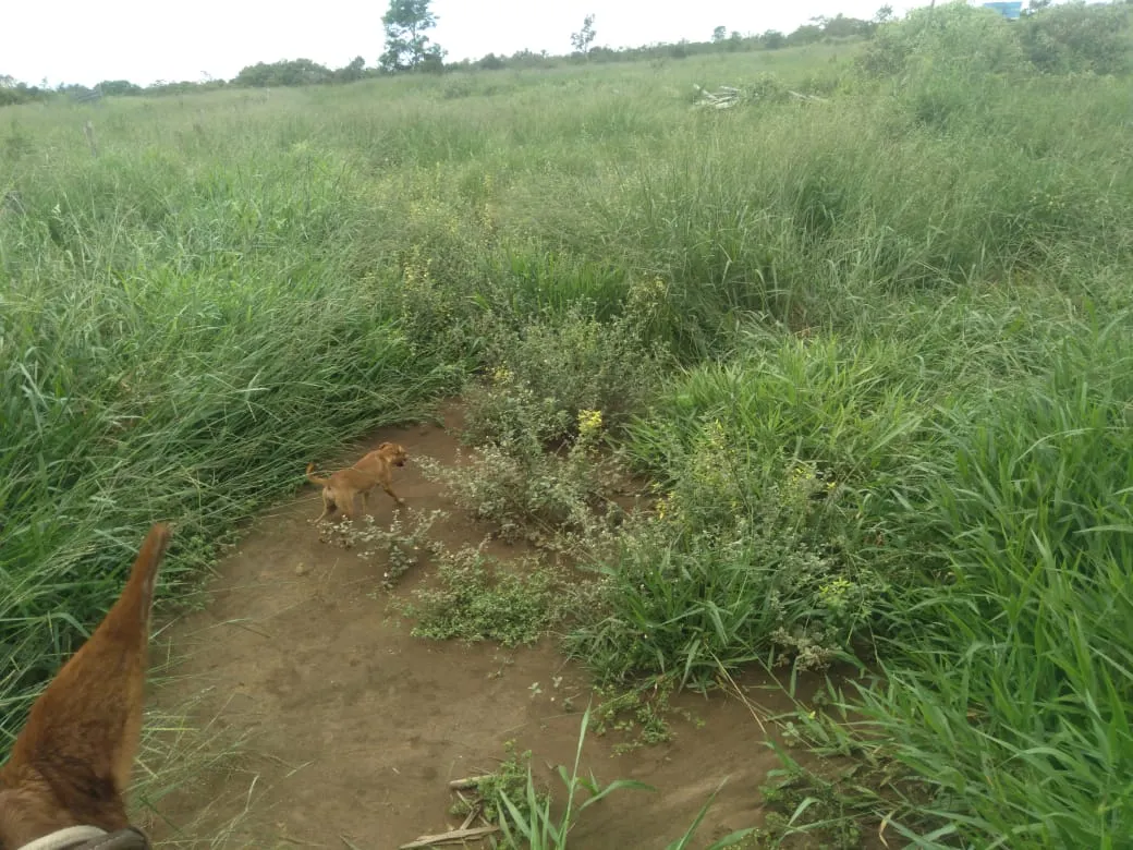 Fazenda à venda de 1.800 ha em Pedra Azul, MG, Brasil