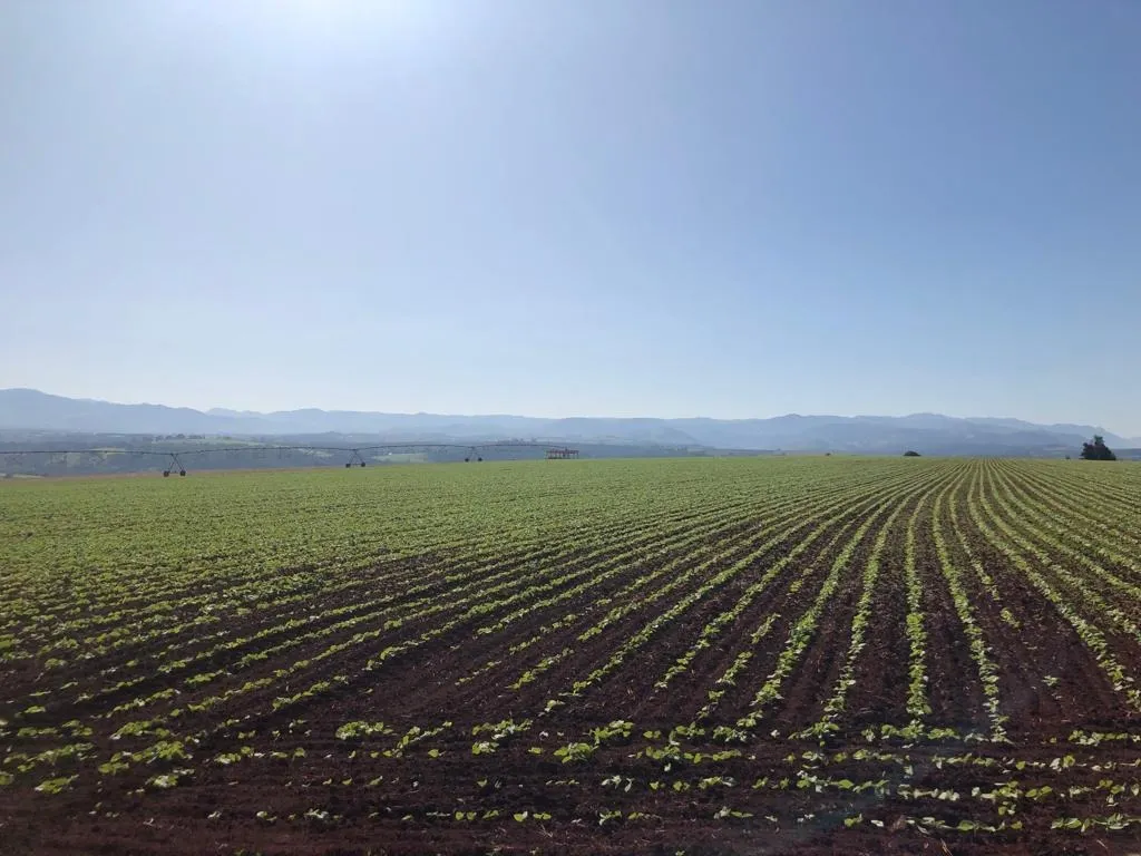 Farm for sale of 383 acres in São João da Boa Vista, SP, Brazil