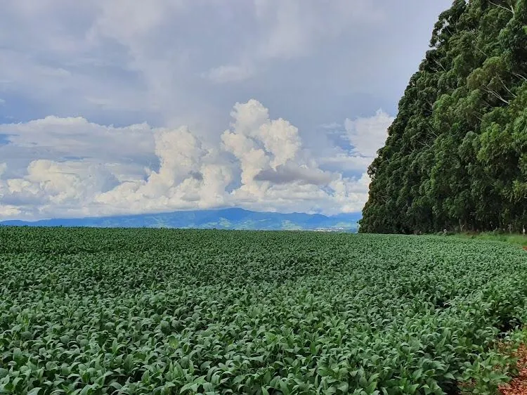 Farm for sale of 383 acres in São João da Boa Vista, SP, Brazil