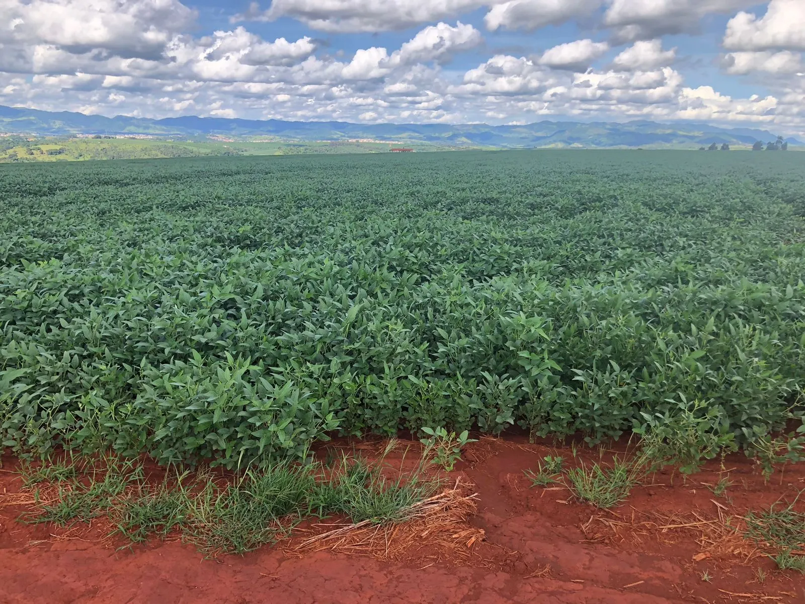 Farm for sale of 383 acres in São João da Boa Vista, SP, Brazil