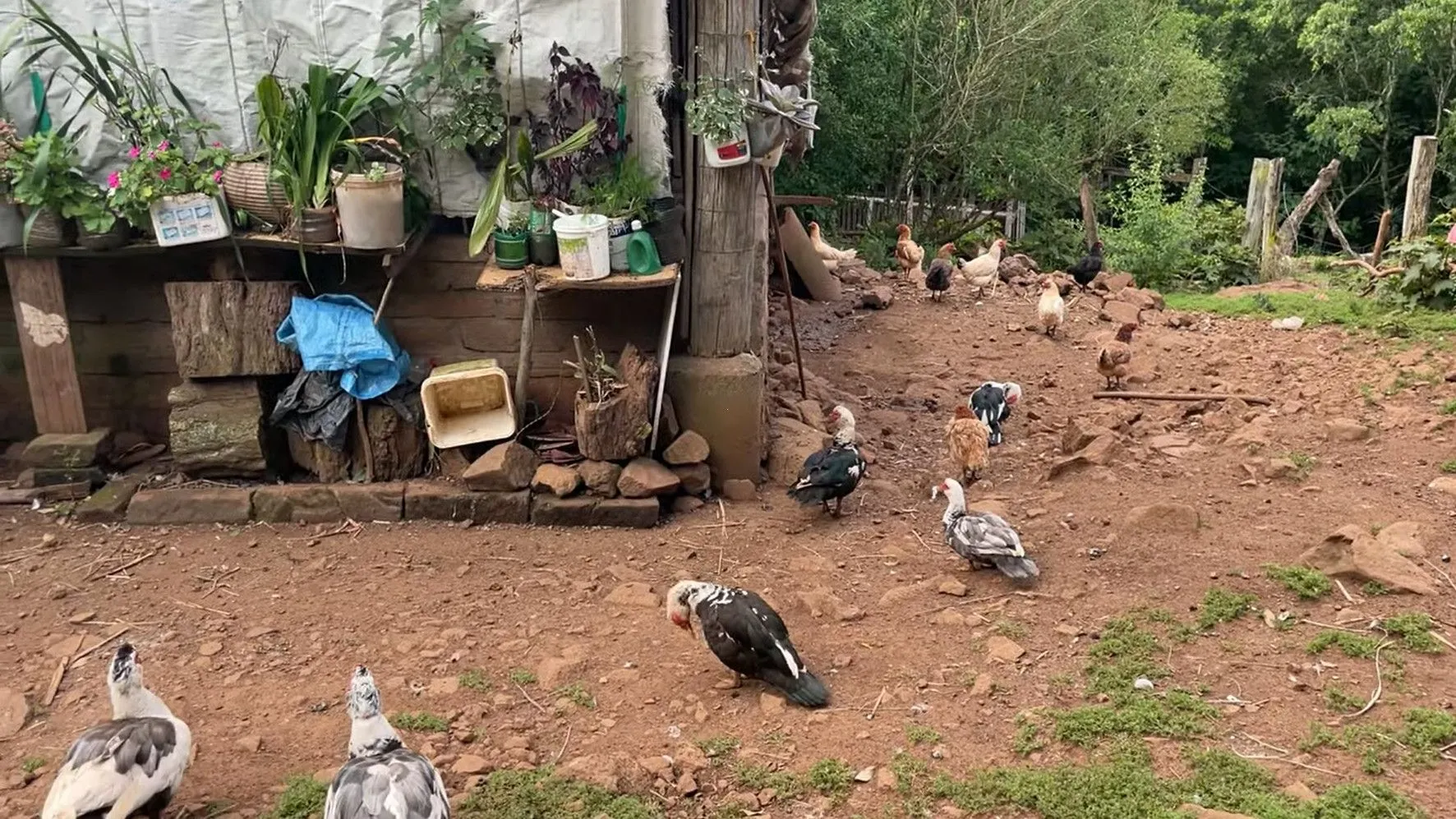 Small farm for sale of 36 acres in Caraá, RS, Brazil