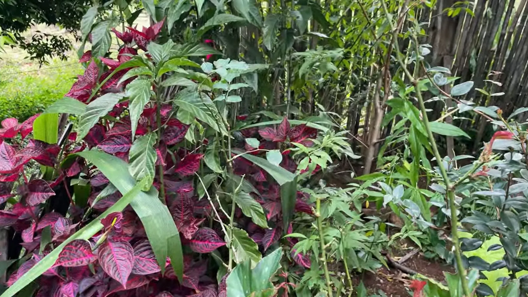 Small farm for sale of 36 acres in Caraá, RS, Brazil