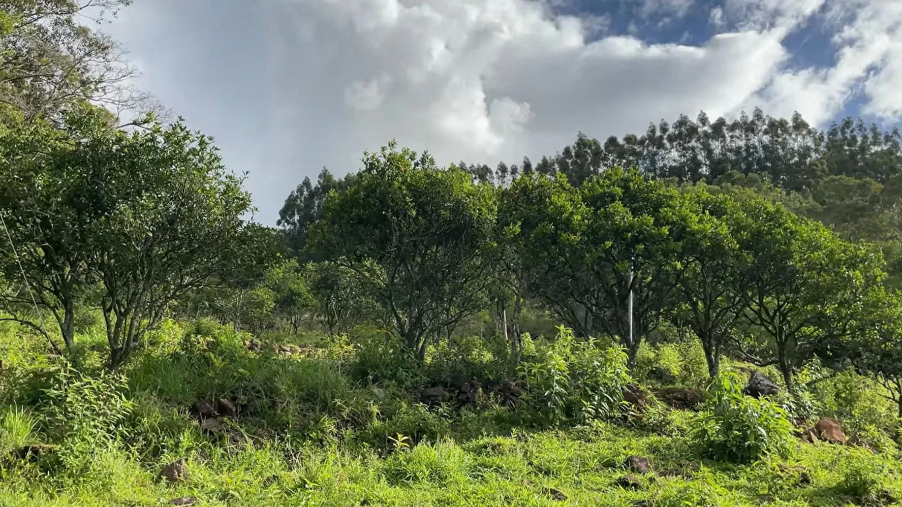 Small farm for sale of 36 acres in Caraá, RS, Brazil