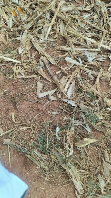Fazenda à venda de 5.000 ha em Nova Maringá, MT, Brasil