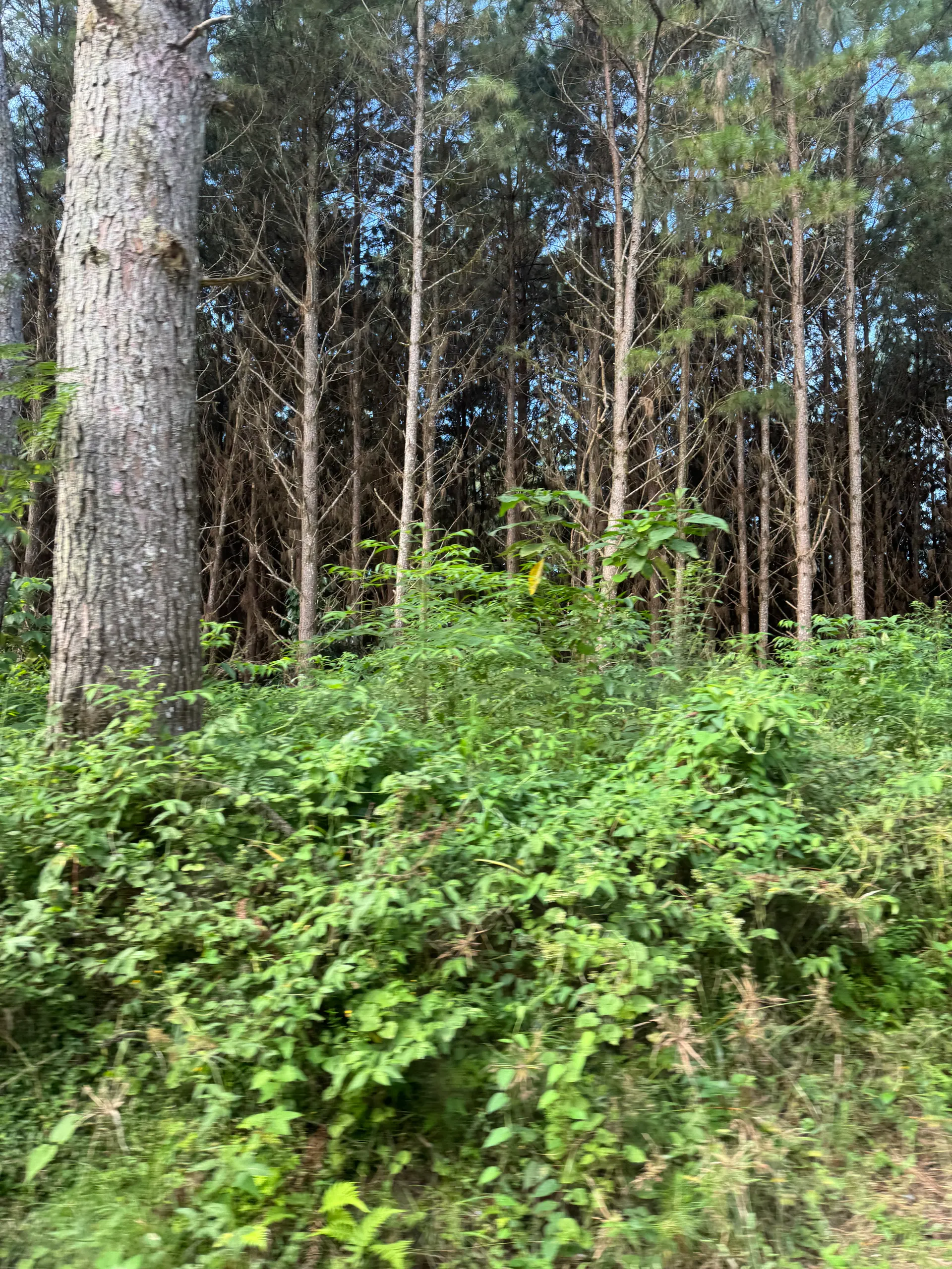 Fazenda à venda de 823 ha em Curitiba, PR, Brasil