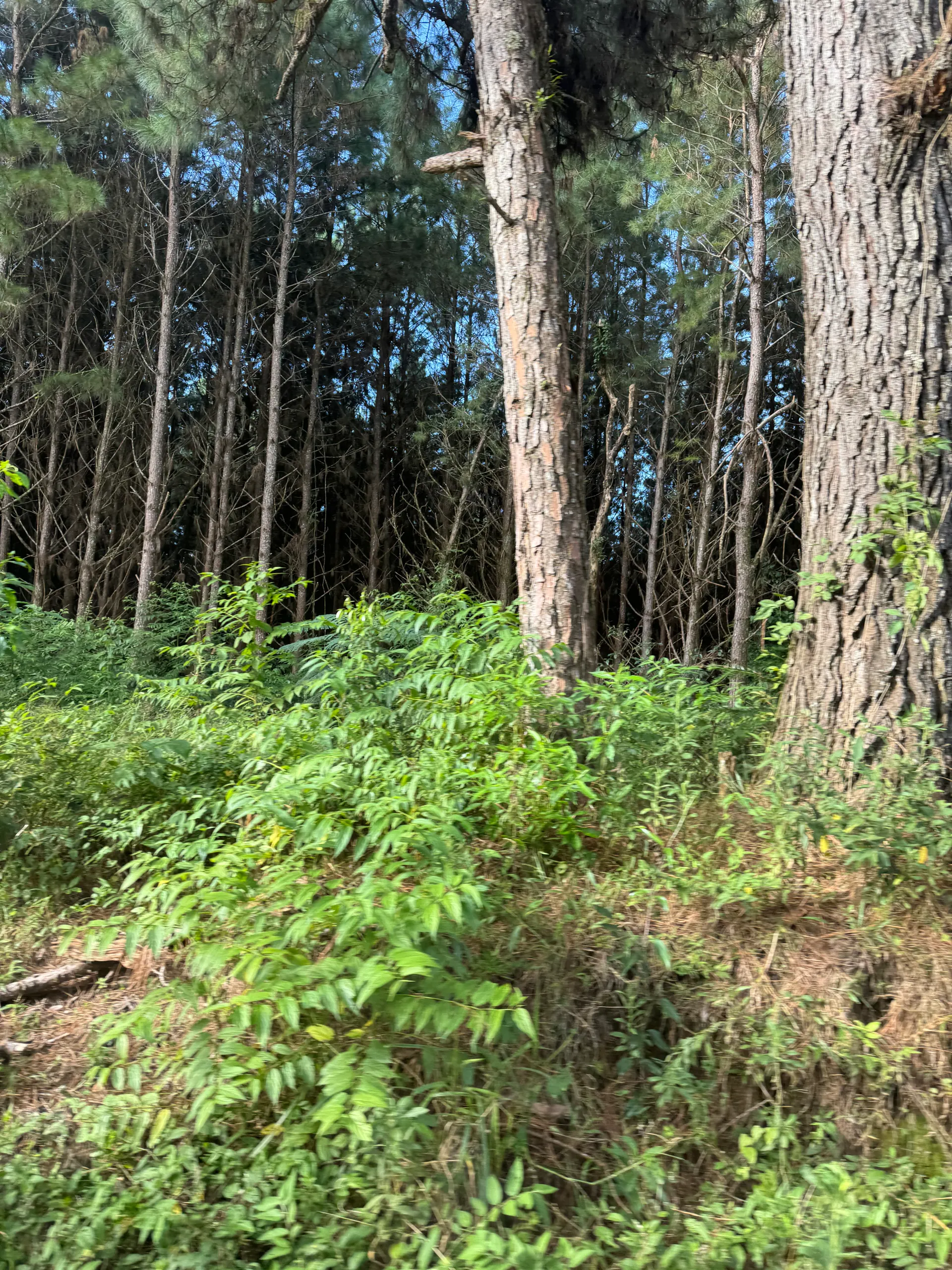 Fazenda à venda de 823 ha em Curitiba, PR, Brasil