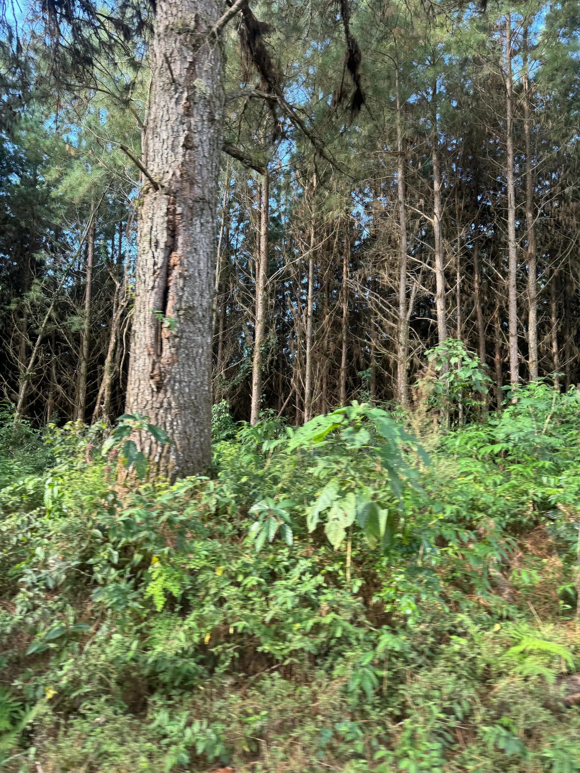 Fazenda à venda de 823 ha em Curitiba, PR, Brasil
