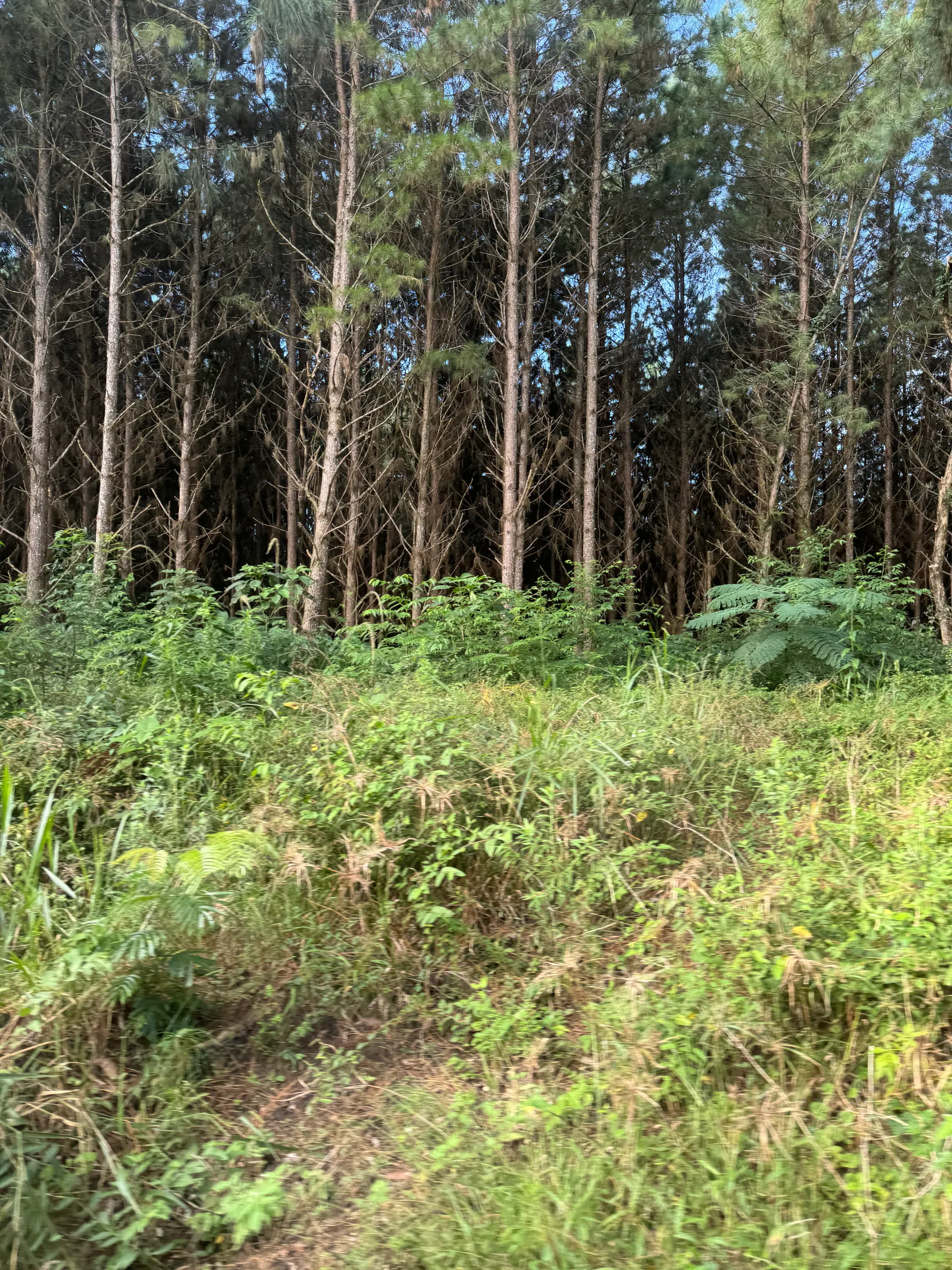 Fazenda à venda de 823 ha em Curitiba, PR, Brasil