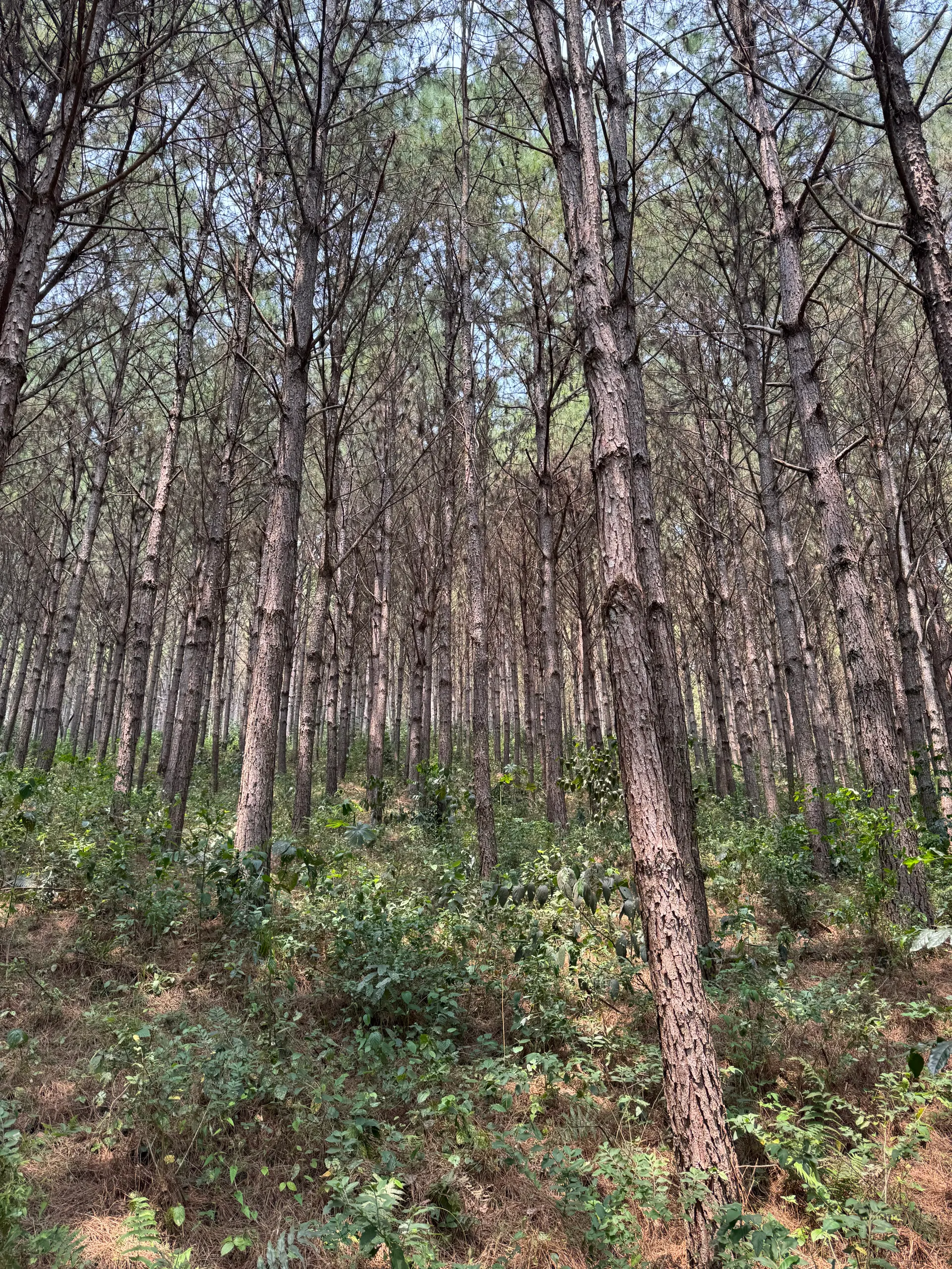 Fazenda à venda de 823 ha em Curitiba, PR, Brasil