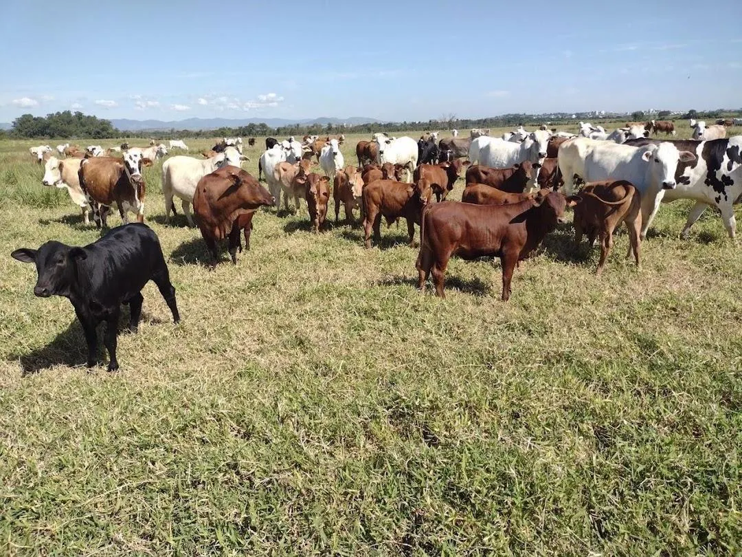 Fazenda à venda de 120 ha em Guaratinguetá, SP, Brasil