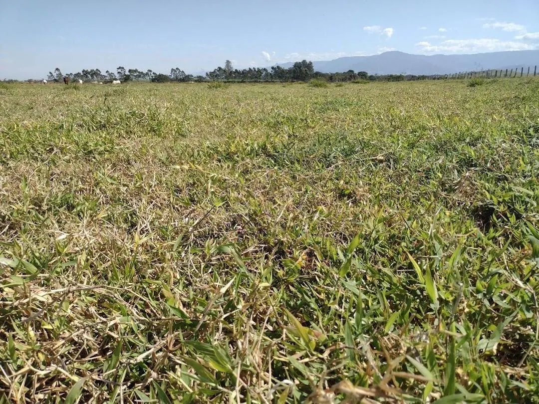 Fazenda à venda de 120 ha em Guaratinguetá, SP, Brasil