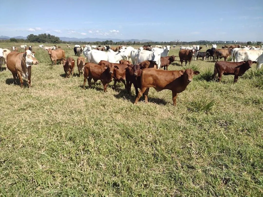 Fazenda à venda de 120 ha em Guaratinguetá, SP, Brasil