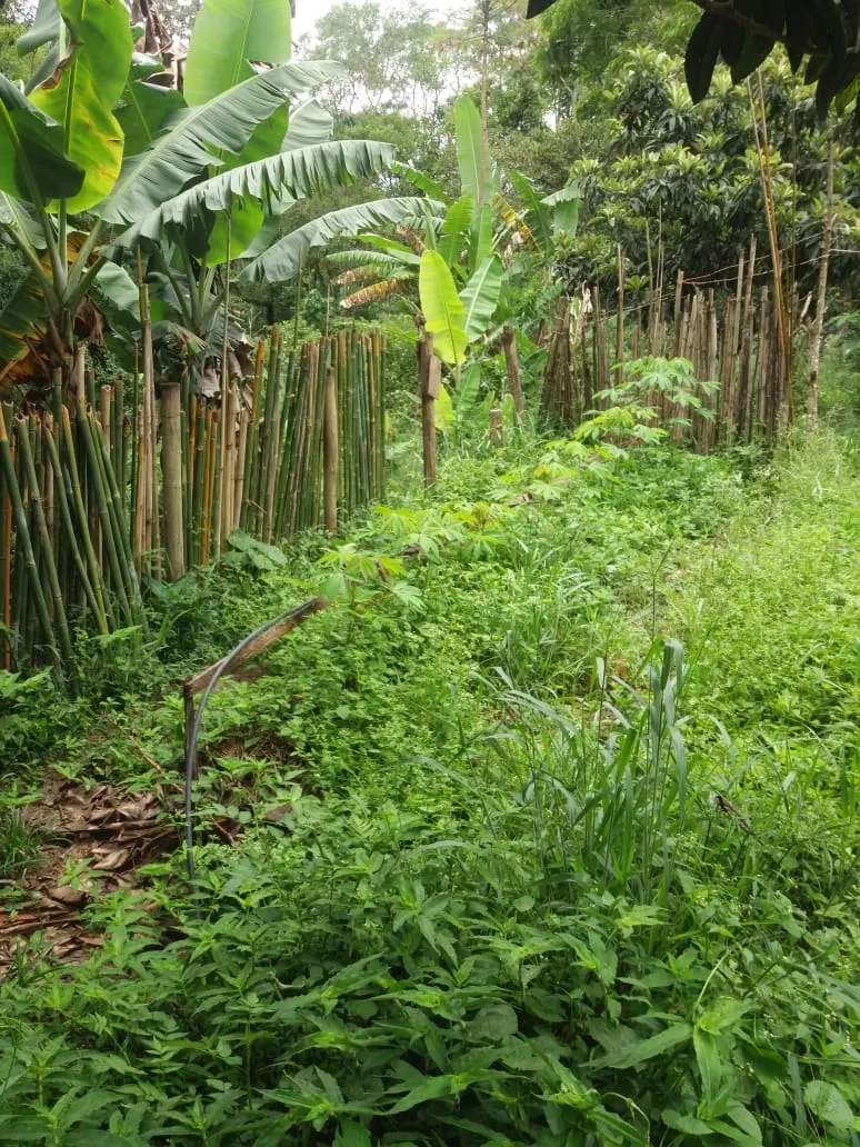 Country home for sale of 1 acres in Monteiro Lobato, SP, Brazil