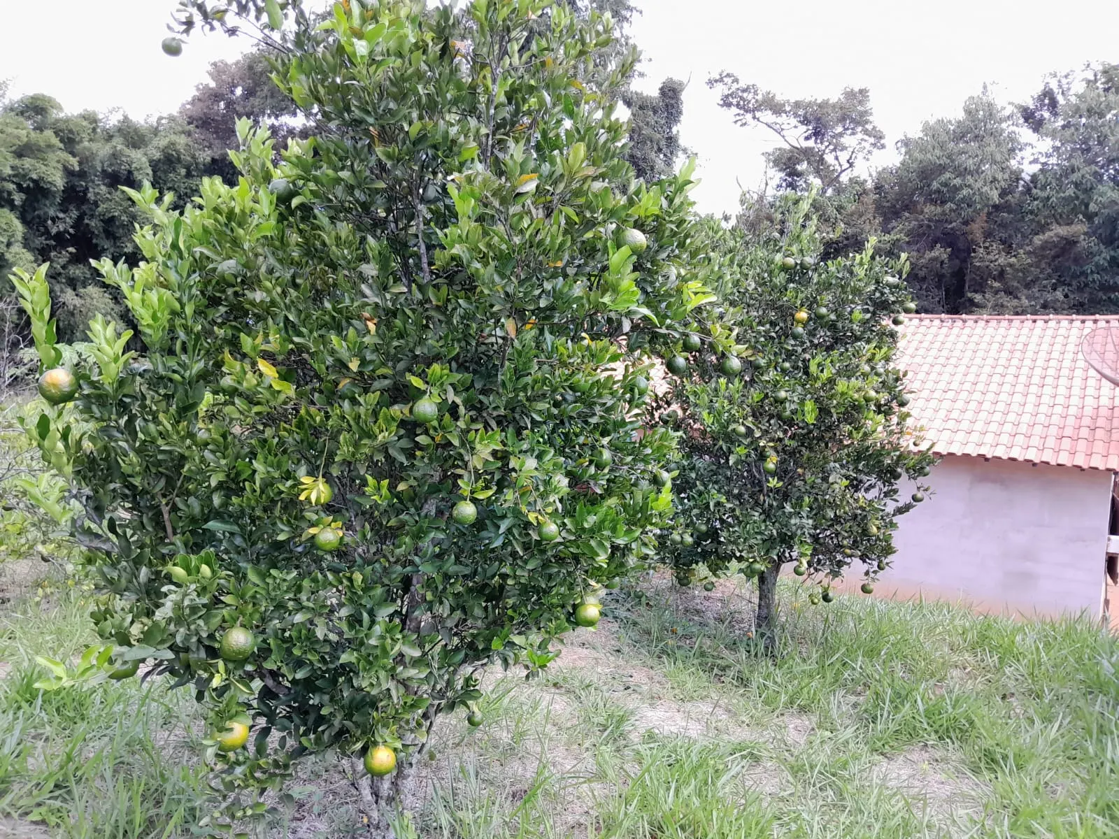 Chácara à venda de 1 ha em Paraibuna, SP, Brasil