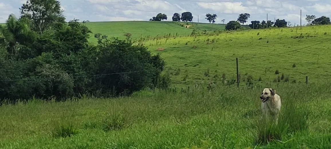 Chácara à venda de 5 ha em Angatuba, SP, Brasil
