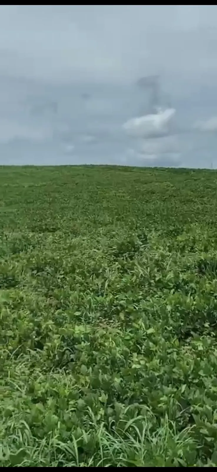 Fazenda à venda de 278 ha em Luziânia, GO, Brasil