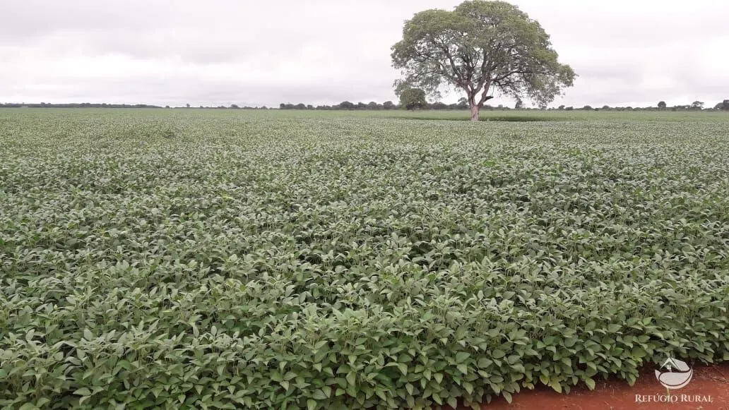 Fazenda à venda de 1.597 ha em Figueirópolis, TO, Brasil