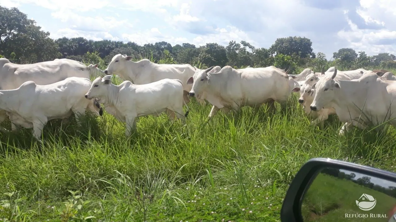 Fazenda à venda de 1.597 ha em Figueirópolis, TO, Brasil
