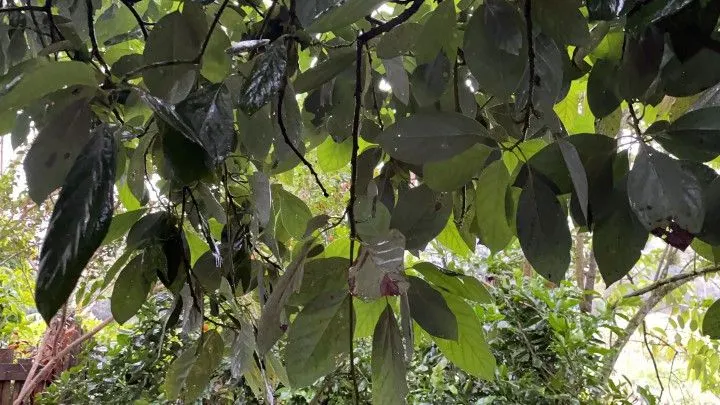 Chácara à venda e para Arrendar de 750 m² em Igrejinha, RS, Brasil