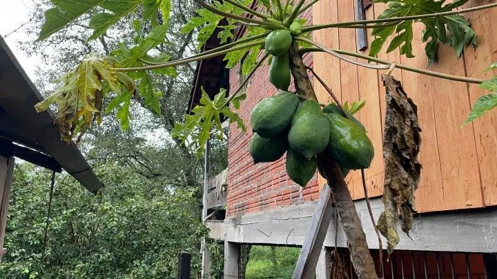 Chácara à venda e para Arrendar de 750 m² em Igrejinha, RS, Brasil