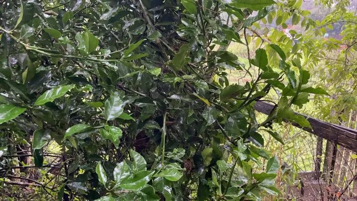 Chácara à venda e para Arrendar de 750 m² em Igrejinha, RS, Brasil