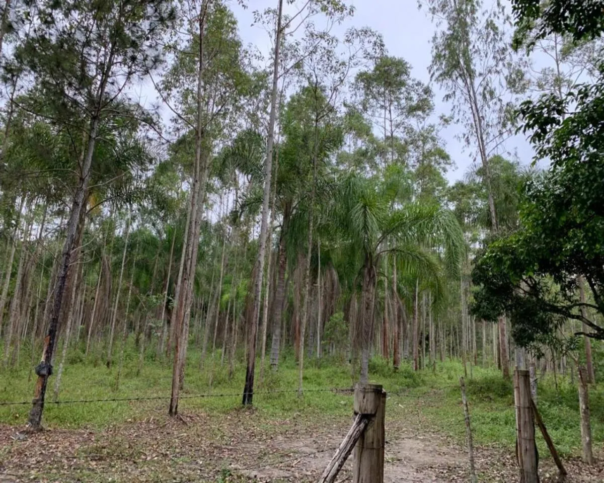 Fazenda à venda de 77 ha em Jacupiranga, SP, Brasil