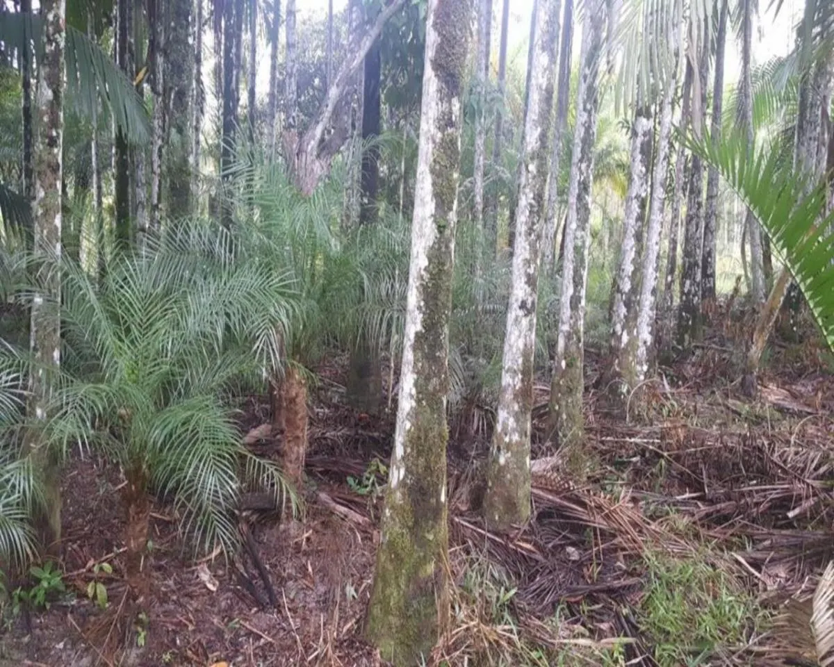 Fazenda à venda de 77 ha em Jacupiranga, SP, Brasil