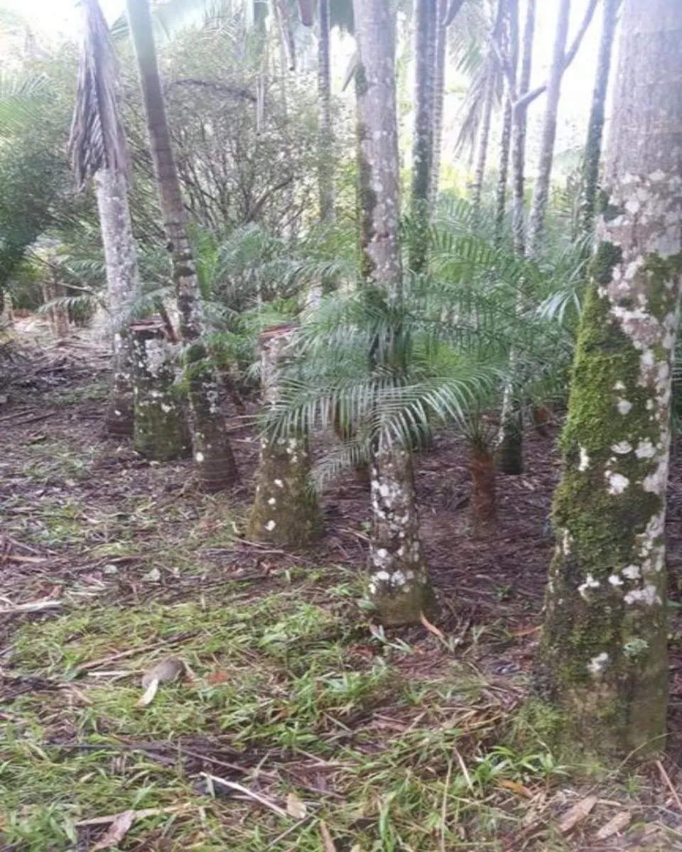 Fazenda à venda de 77 ha em Jacupiranga, SP, Brasil