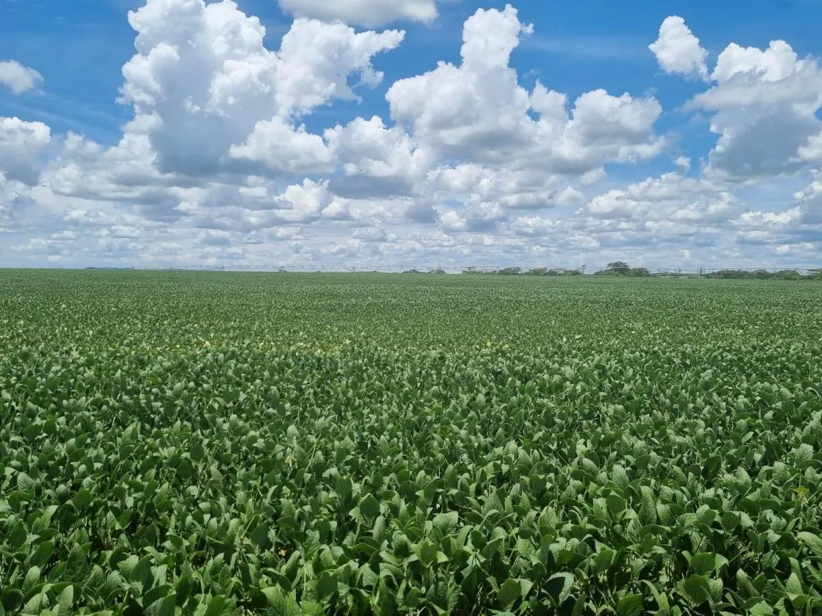 Fazenda à venda de 57 ha em Ituverava, SP, Brasil