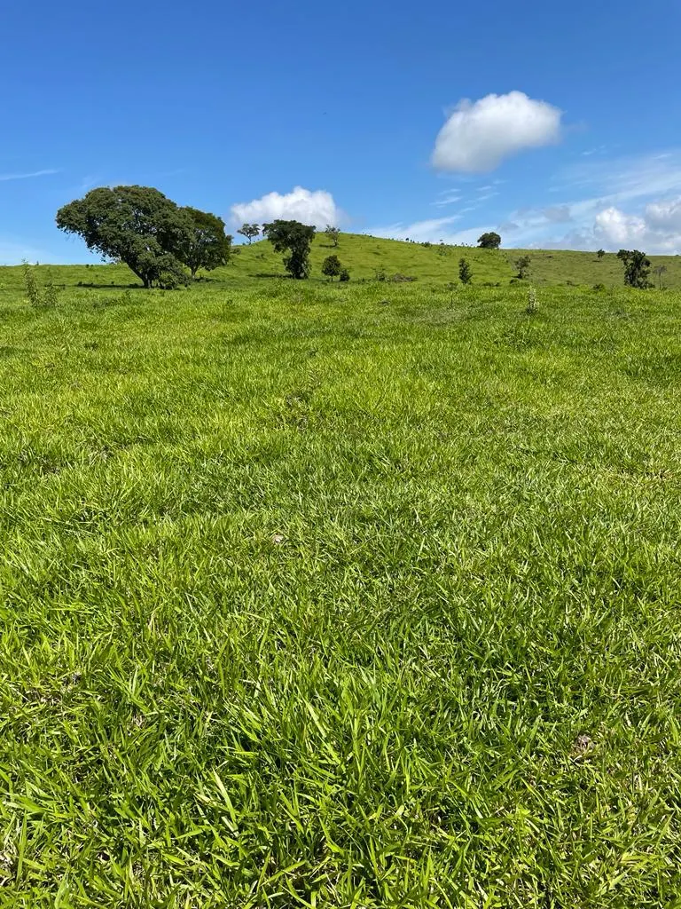 Fazenda à venda de 216 ha em Guaraniaçu, PR, Brasil