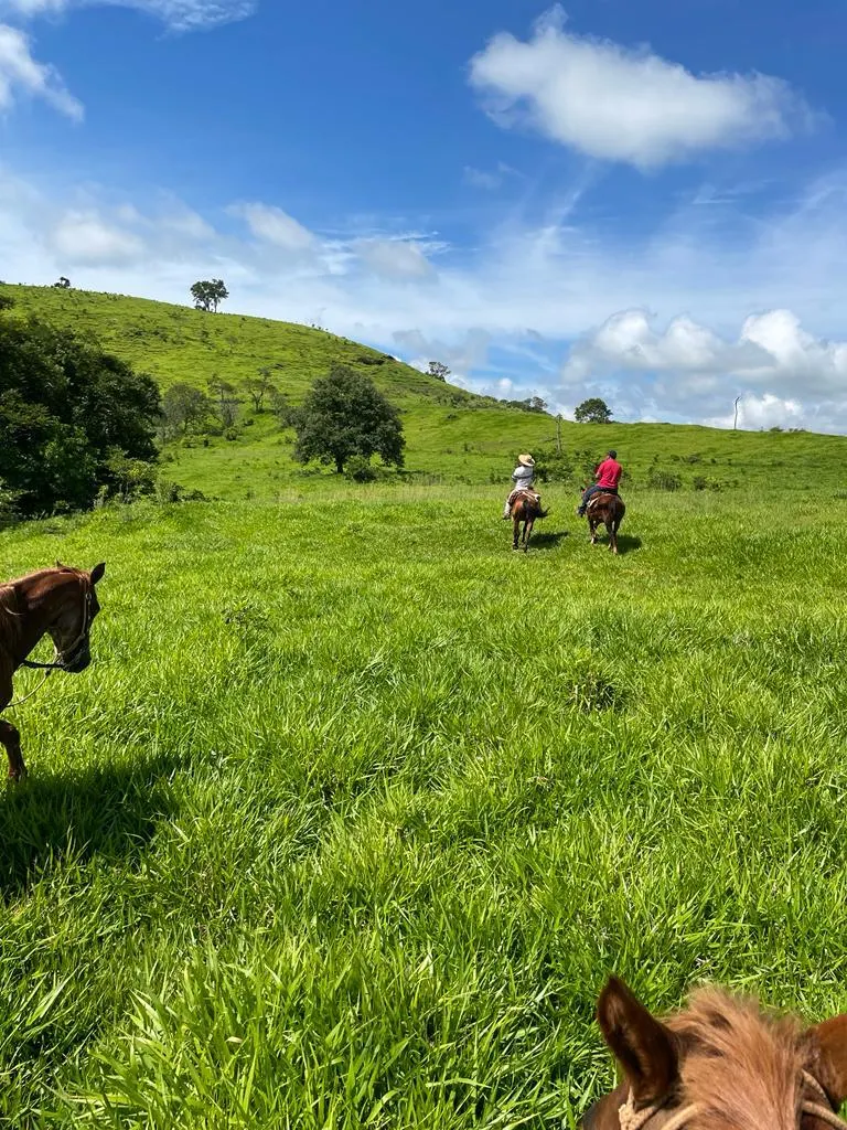 Fazenda à venda de 216 ha em Guaraniaçu, PR, Brasil