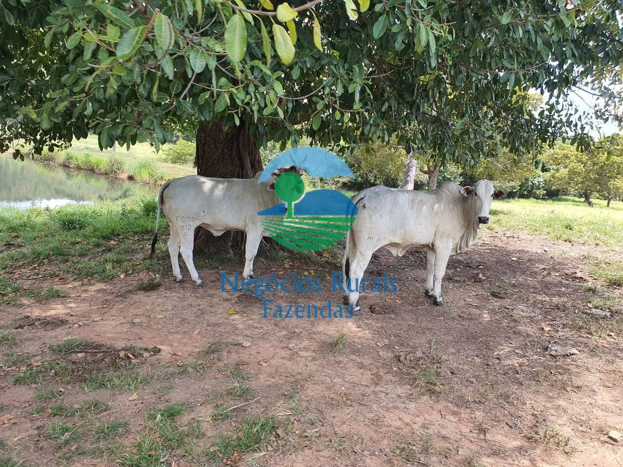 Farm for sale of 2,464 acres in Campinorte, GO, Brazil