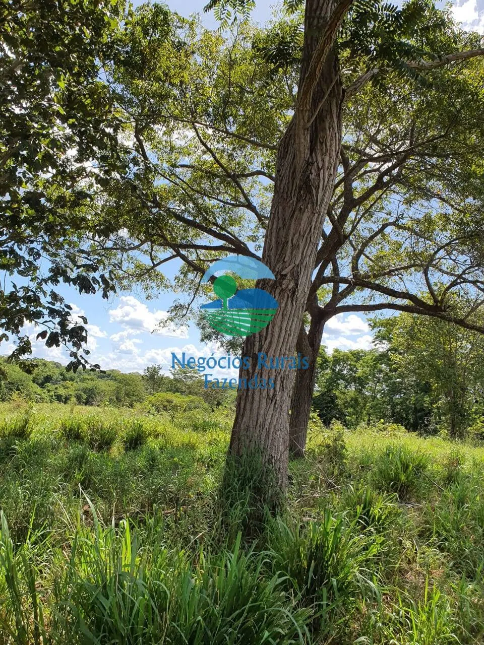 Farm for sale of 2,464 acres in Campinorte, GO, Brazil
