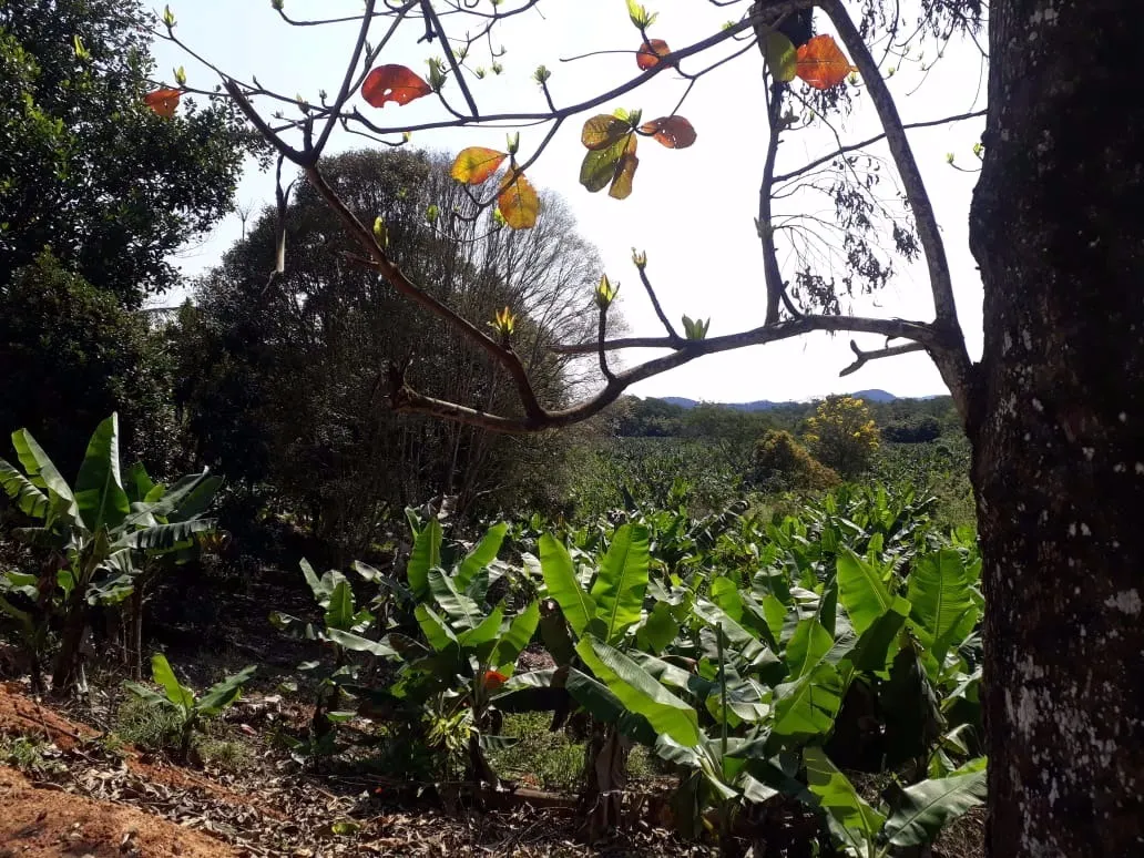 Sítio à venda de 12 ha em Miracatu, SP, Brasil