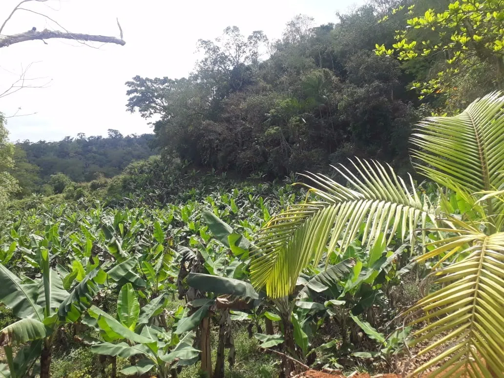 Sítio à venda de 12 ha em Miracatu, SP, Brasil