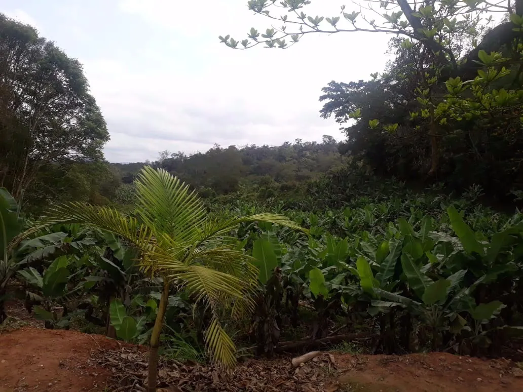 Sítio à venda de 12 ha em Miracatu, SP, Brasil