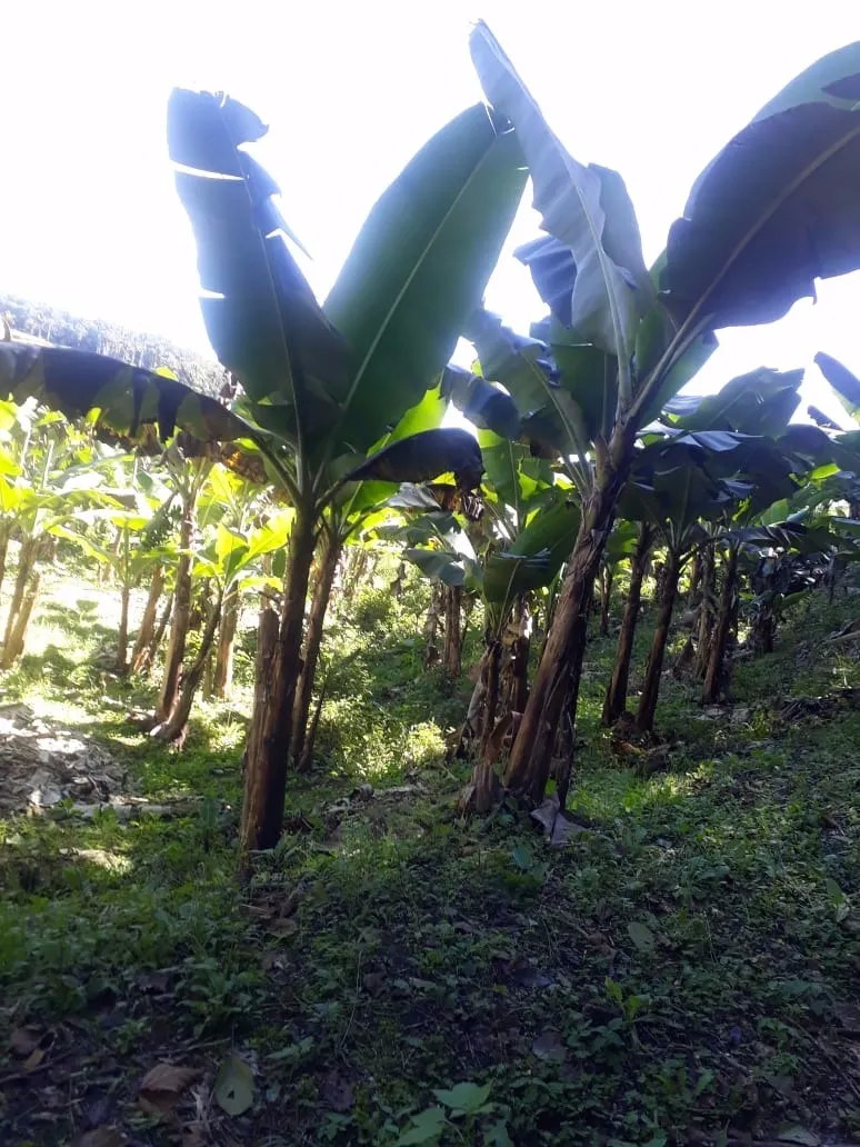 Sítio à venda de 12 ha em Miracatu, SP, Brasil