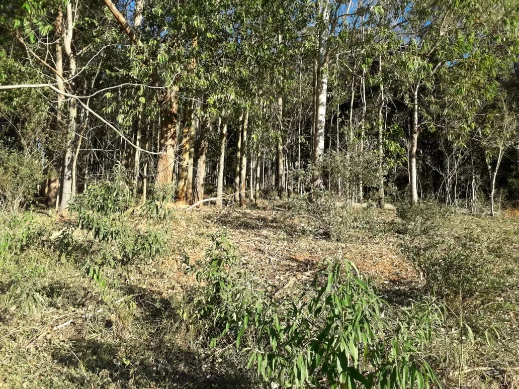 Terreno à venda de 5 ha em Santo Antônio do Pinhal, SP, Brasil
