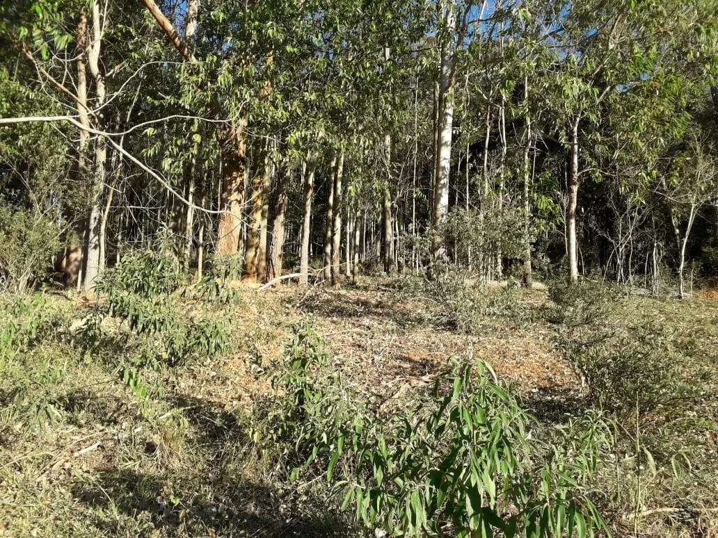 Terreno à venda de 5 ha em Santo Antônio do Pinhal, SP, Brasil