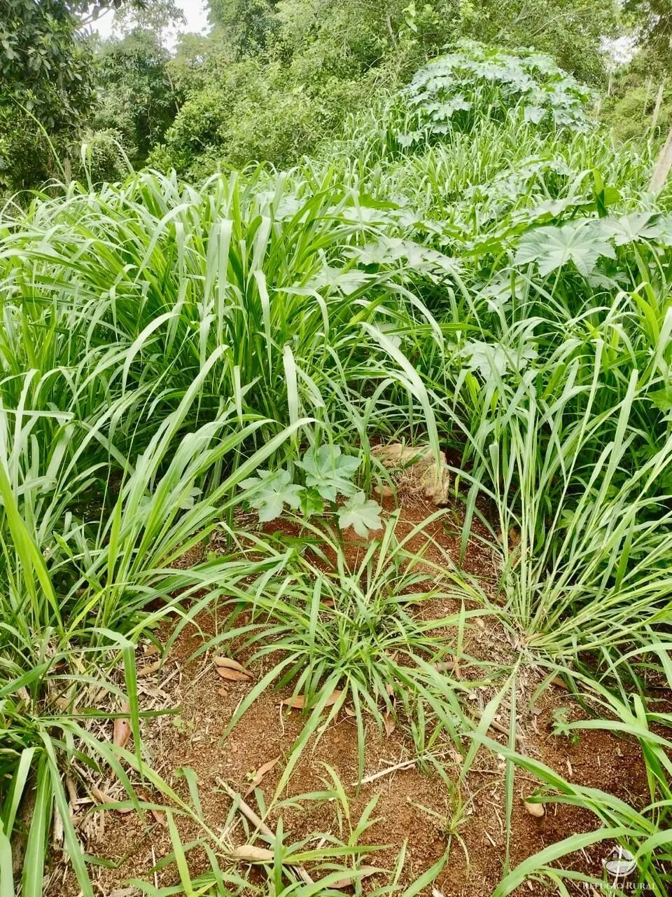 Plot for sale of 3,038 m² in Igaratá, SP, Brazil