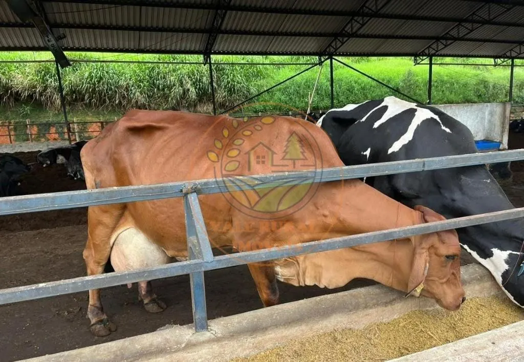 Fazenda à venda de 114 ha em Jacareí, SP, Brasil